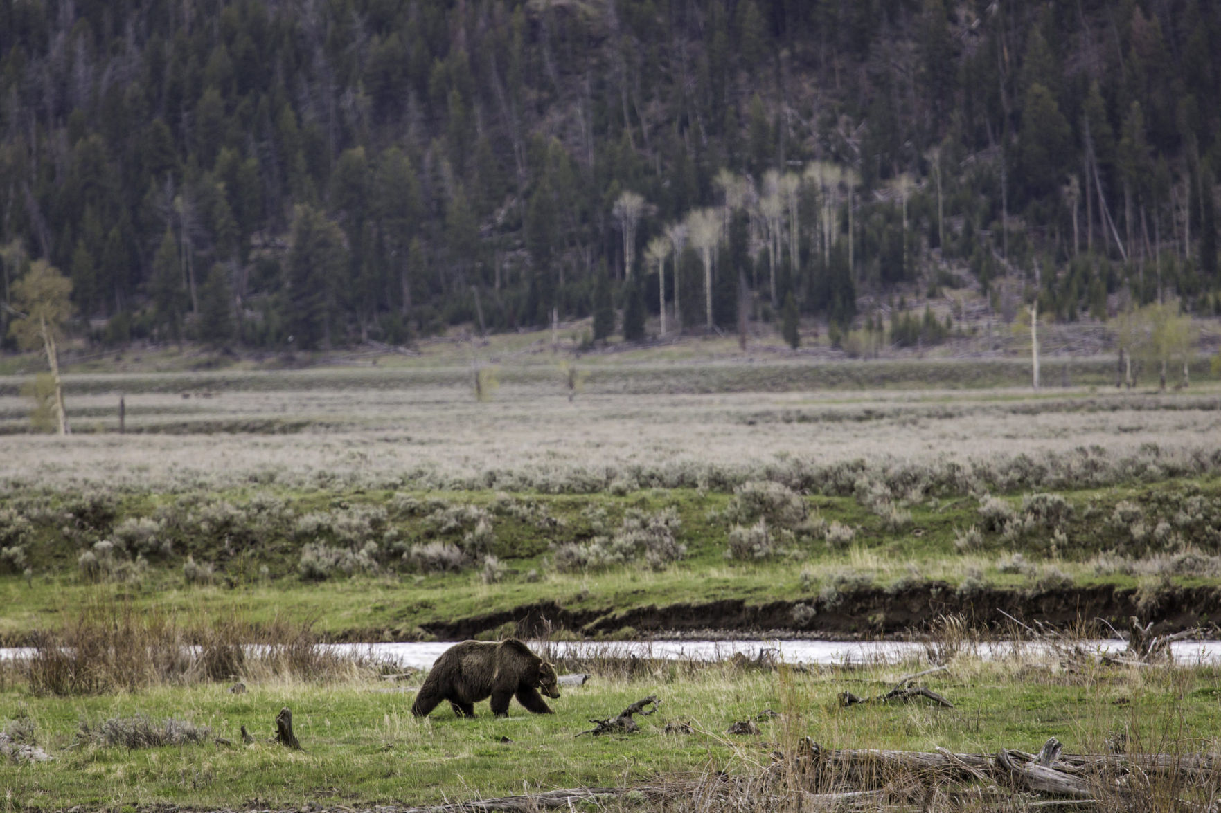 Collared grizzly bear #211 in Lamar Valley